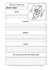 Pflanzensteckbriefvorlage-Tulpe-2-SW.pdf